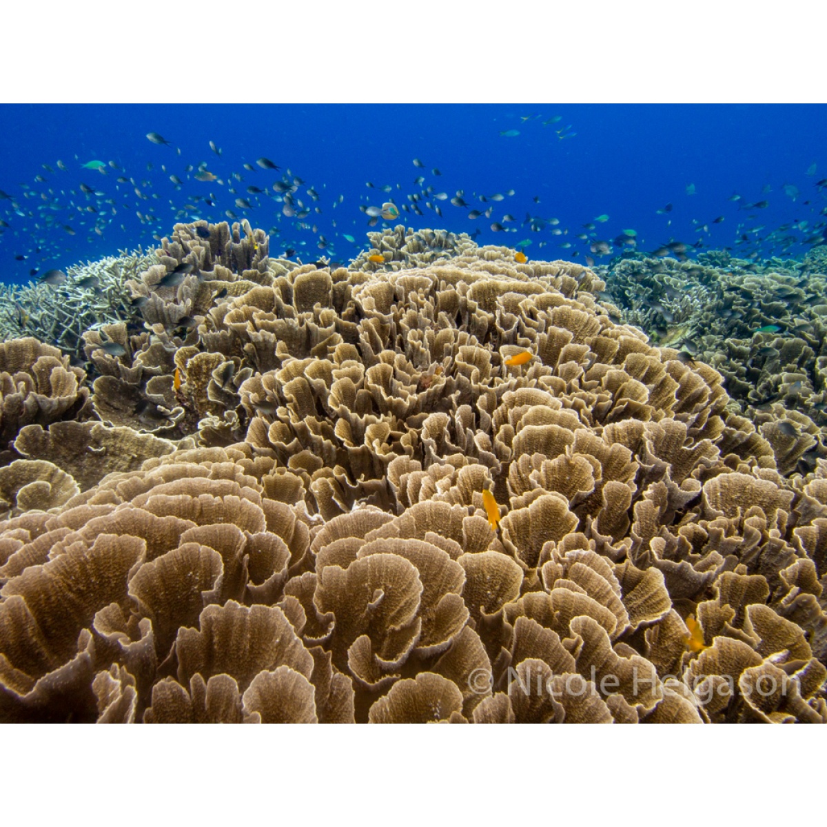 TERMOSTAT HORTUMU (MÜŞÜRLÜ) F20/F30/F80